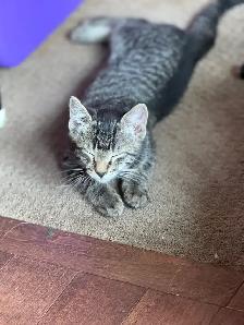 Adorable kittens