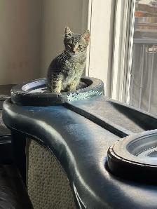 Adorable kittens - Photo 2