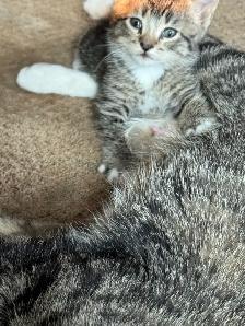 Adorable kittens - Photo 3