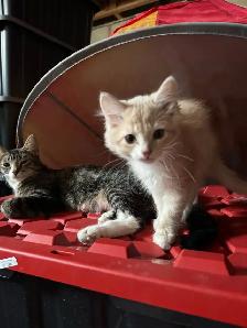 Adorable kittens - Photo 4