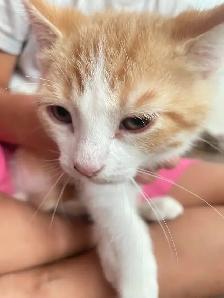 Adorable kittens - Photo 5