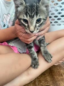 Adorable kittens - Photo 6