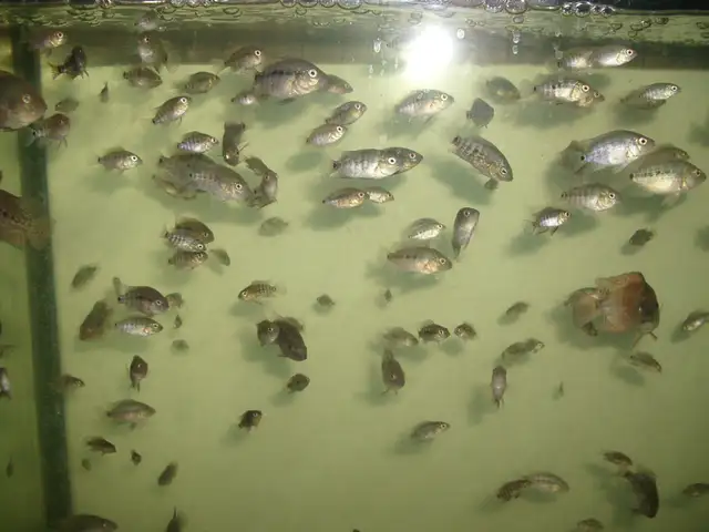 FOR SALE HYBRID FISH TEXAS AND RED MONKEY $2 EACH