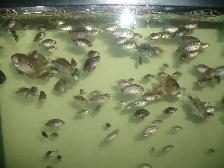 FOR SALE HYBRID FISH TEXAS AND RED MONKEY $2 EACH - Photo 2