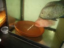 FOR SALE HYBRID FISH TEXAS AND RED MONKEY $2 EACH - Photo 3