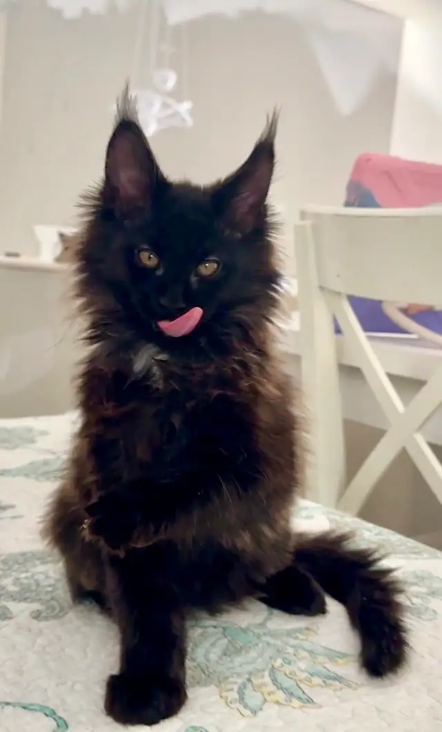 Maine Coon: 2 Boys Ready & Oct Reservation