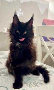 Maine Coon: 2 Boys Ready & Oct Reservation