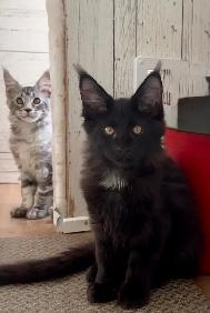 Maine Coon: 2 Boys Ready & Oct Reservation - Photo 3