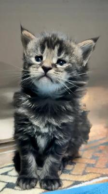 Maine Coon: 2 Boys Ready & Oct Reservation - Photo 5