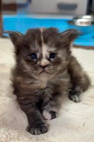 Maine Coon: 2 Boys Ready & Oct Reservation - Photo 6