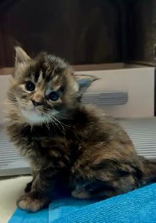 Maine Coon: 2 Boys Ready & Oct Reservation - Photo 8