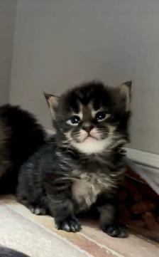 Maine Coon: 2 Boys Ready & Oct Reservation - Photo 9