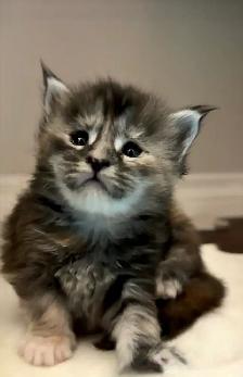 Maine Coon: 2 Boys Ready & Oct Reservation - Photo 10