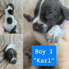 German Shorthaired Pointers-CKC, DNA tested