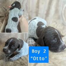 German Shorthaired Pointers-CKC, DNA tested - Photo 2