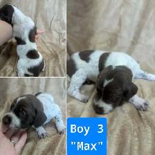 German Shorthaired Pointers-CKC, DNA tested - Photo 3
