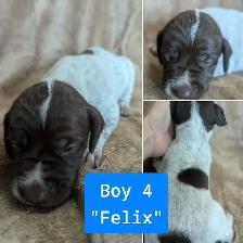 German Shorthaired Pointers-CKC, DNA tested - Photo 4