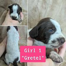 German Shorthaired Pointers-CKC, DNA tested - Photo 5
