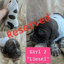 German Shorthaired Pointers-CKC, DNA tested - Photo 6