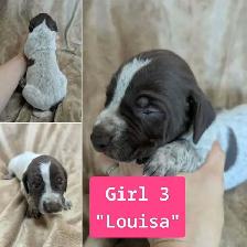 German Shorthaired Pointers-CKC, DNA tested - Photo 7