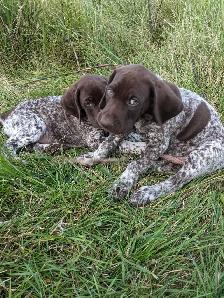 German Shorthaired Pointers-CKC, DNA tested - Photo 8