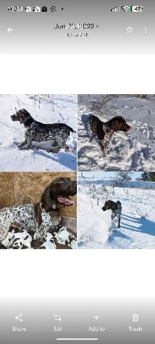 German Shorthaired Pointers-CKC, DNA tested - Photo 9