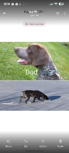 German Shorthaired Pointers-CKC, DNA tested - Photo 10