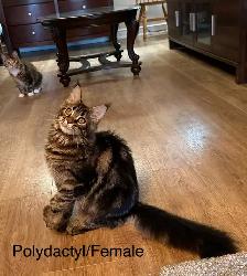 Polydactyl Beautiful purebred Maine Coon kittens - Photo 2