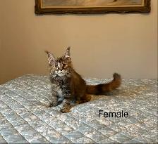 Polydactyl Beautiful purebred Maine Coon kittens - Photo 5