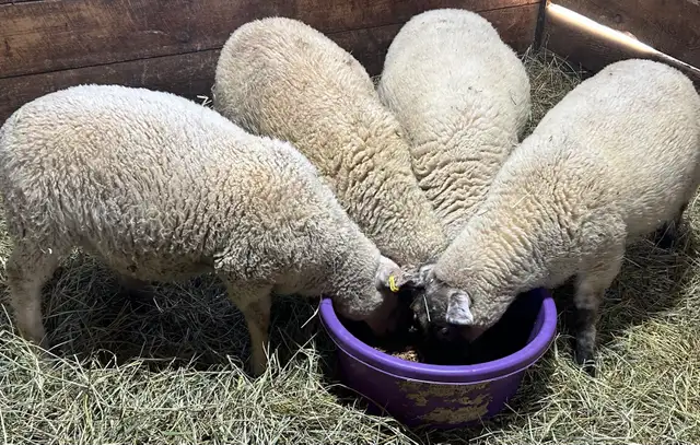Sheep for sale.   4 ewe lambs born in March 2026