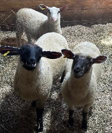 Sheep for sale.   4 ewe lambs born in March 2026 - Photo 2