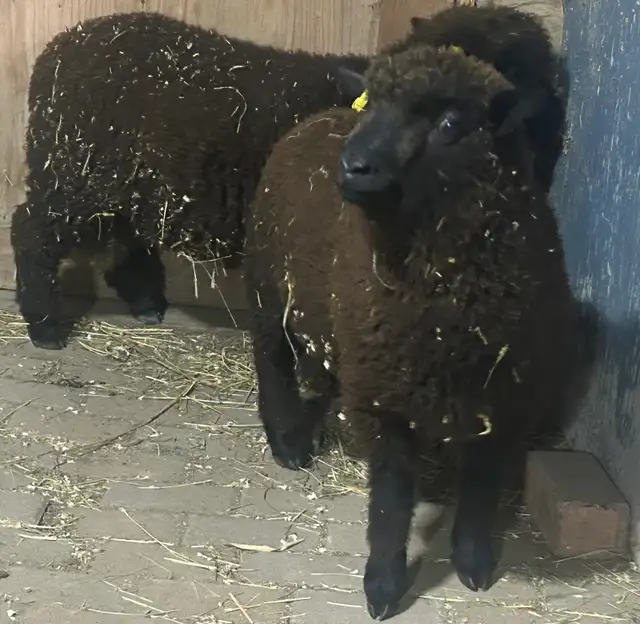 Sheep for sale. 2 Babydoll Ram lambs.