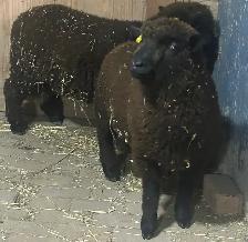 Sheep for sale. 2 Babydoll Ram lambs.