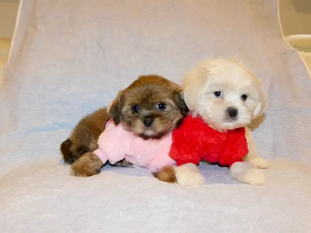 Malshi puppies