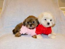 Malshi puppies