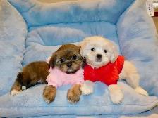 Malshi puppies - Photo 2