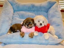 Malshi puppies - Photo 3