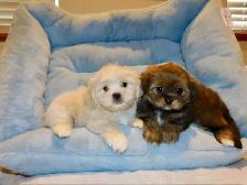 Malshi puppies - Photo 4