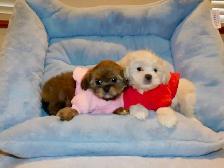 Malshi puppies - Photo 5