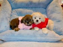 Malshi puppies - Photo 6
