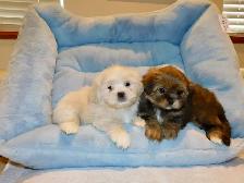 Malshi puppies - Photo 7