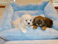 Malshi puppies - Photo 8