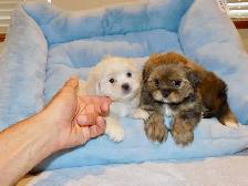 Malshi puppies - Photo 9