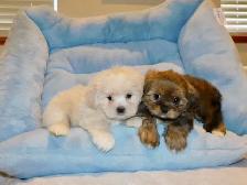 Malshi puppies - Photo 10