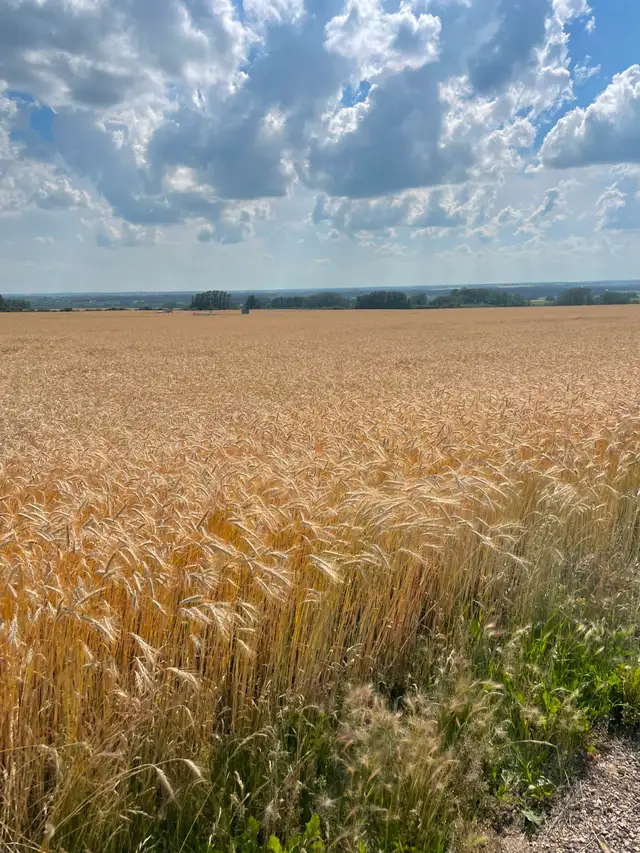 Fall Rye For Sale