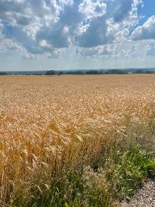 Fall Rye For Sale