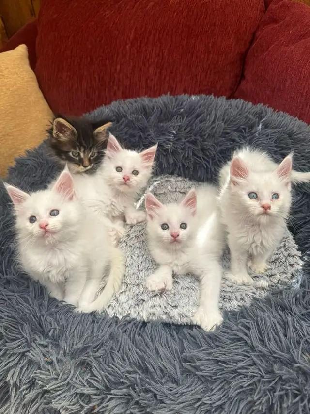Purebred Maine Coon Kittens
