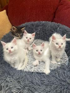 Purebred Maine Coon Kittens