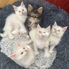 Purebred Maine Coon Kittens - Photo 2