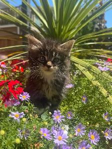 Purebred Maine Coon Kittens - Photo 3